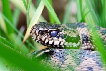 Vipère péliade Vipera berus en mode portrait en gors plan