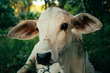 Beautiful baby zebu a few months old lying in the grass. Light fur animal.