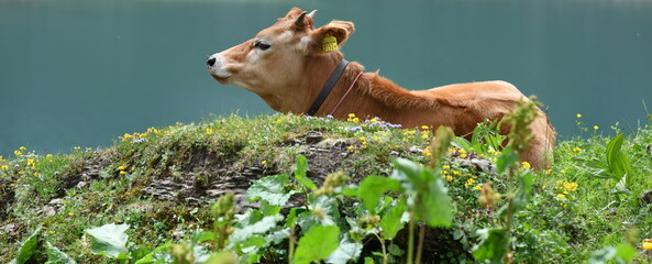 alpage....vaches