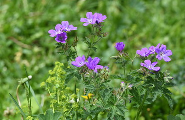 flore des alpes en juin