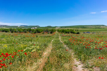 Fototapeta na wymiar Poppy meadow in Bakhchisaray region.