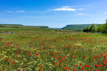 Fototapeta na wymiar Poppy meadow in Bakhchisaray region.