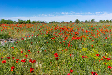 
Poppy meadow in Bakhchisaray region.