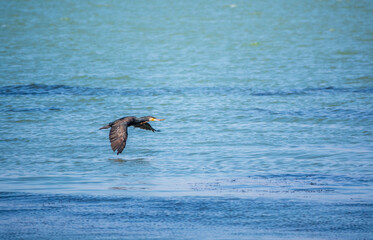 Fototapeta na wymiar Black Cormorant flying over the sea. The great cormorant, Phalacrocorax carbo