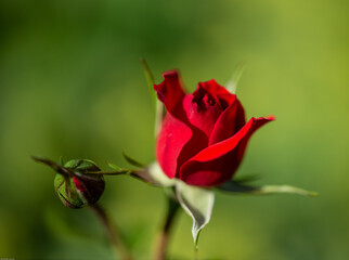 Fototapeta premium schöne Rote Rosenblüte und eine Knospe