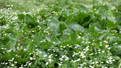 flore des alpes