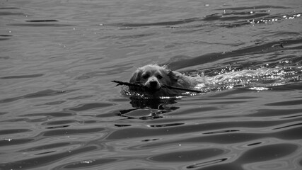 Obraz premium Dog with stick in Water