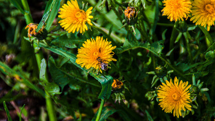 Wasp on the Dandelion