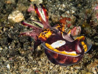 flamboyant cuttlefish - Prachtsepia
