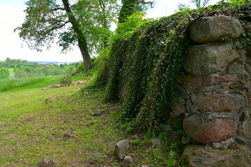 A close up on an old medieval castle wall covered with moss, vegetation and vines seen next to a small orchard located on top of a tall hill spotted on a sunny summer day in Poland