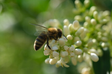 pszczoła na jaśminie - obrazy, fototapety, plakaty