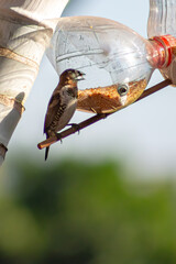 Bronze mannikin seed-eater bird on a homemade bird feeder made of recycled bottles