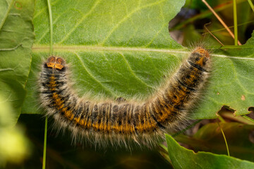Euthrix potatoria caterpillar on a wild sorrel leaf. Place for text. Top view.