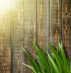 Old wood brown fence pattern and green plant