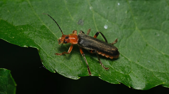 chrząszcz cantharis livida
