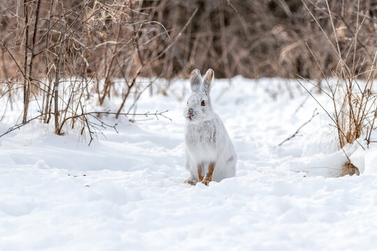 White snowshoe hare in the snow during a Canadian winter