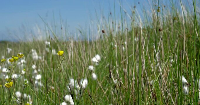 4K footage of the fluffy white cotton heads of Eriophorum angustifolium found on the moorland of the Gower Peninsular. This dreamy cotton grass plant thrives in open wetland, heath or moorland
