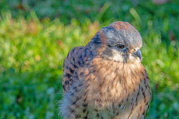 American Kestrel - The American kestrel packs a predator's fierce intensity in its small body and is the smallest and most common falcon in North America.