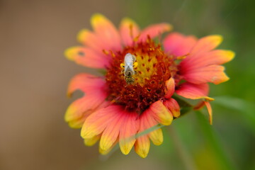 Fire Wheel, Indian Blanket, Sundance, Blanket Flower, Gaillardia pulchella Foug. bee pollination 2