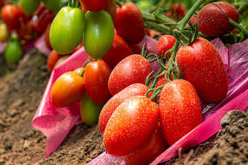 Producción de Tomate