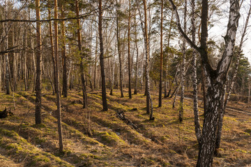 Forest with pine and birch trees on a clear day.