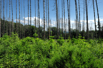 Aufforstung mit jungen Bäumen und hohe Nadelbäume im Hintergrund - Stockfoto