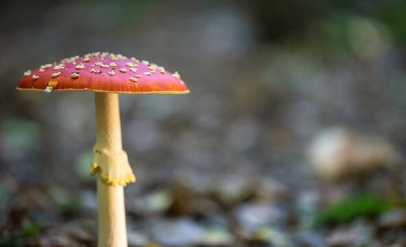 Toadstool