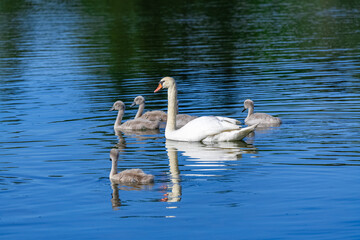 White mother swan swimming with cygnets
