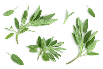 fresh sage herb isolated on white background with clipping path and full depth of field, Top view....