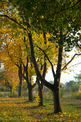 Fototapeta premium A row of field maple trees with multi colored foliage in the afternoon sunlight in October 