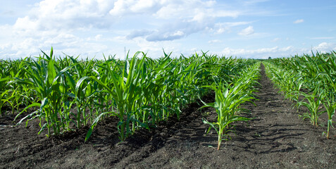 Fototapeta na wymiar Green corn field in rural countryside. Natural landscape environmenet. 
