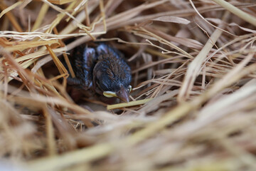 New born of baby bird in bird nest