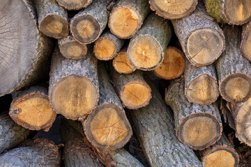 Background of hewed smooth wooden logs. Cut wood texture. Pile of chopped fire wood prepared for winter