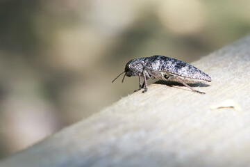 Click beetle Elateridae, soil crop pest close up