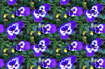 Coltivare fiori in giardino. Viola del pensiero.