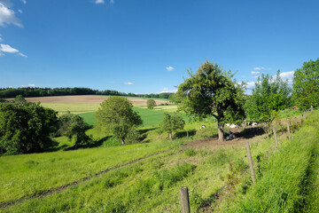 Fototapeta na wymiar Landschaft im Sommer mit Weide und liegenden Kühen und vereinzelten Bäumen und blauer Himmel - Stockfoto