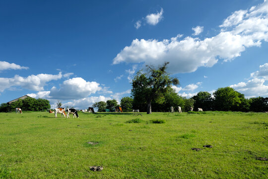 Weide mit Kühen und Rindern und Kuhfladen und blauer Himmel mit weißen Wolken bei Sonnenschein - Stockfoto