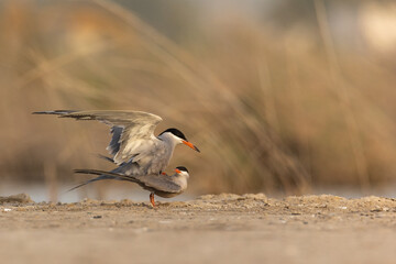 Mating of white-cheeked tern