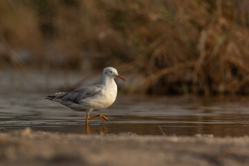 Slender-billed Gull wading in water