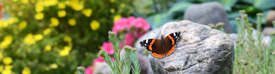 Schmetterling 891