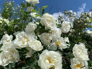 White rose bush close up. Blooming garden plant under sunlight with blue sky. Beautiful climbing...