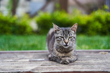 Naklejka na ściany i meble Gray cute street cat sitting on a bench