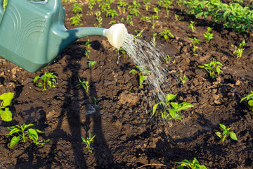 Watering pepper seedlings before flowering in the evening in the garden. Plantation care for a good...