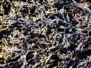 Seaweed on the beach in Jersey