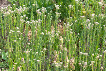Close up of field cress (lepidium campestre) in bloom