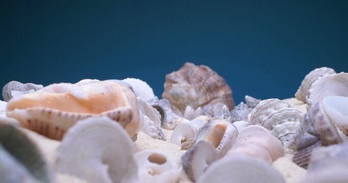 detailed extreme close-up of small and large shells of rapan shells on the sand on a blue background.