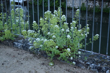 Des fleurs le long d'une barri&egrave;re