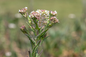 Close up of a field cress (lepidium campestre) plant in bloom