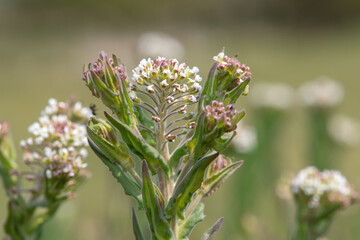 Close up of a field cress (lepidium campestre) plant in bloom