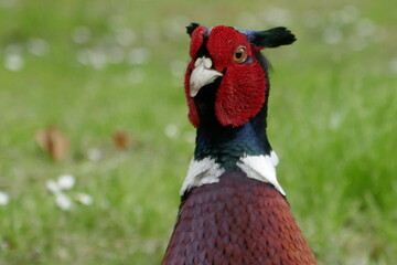 Naklejka premium Pheasant